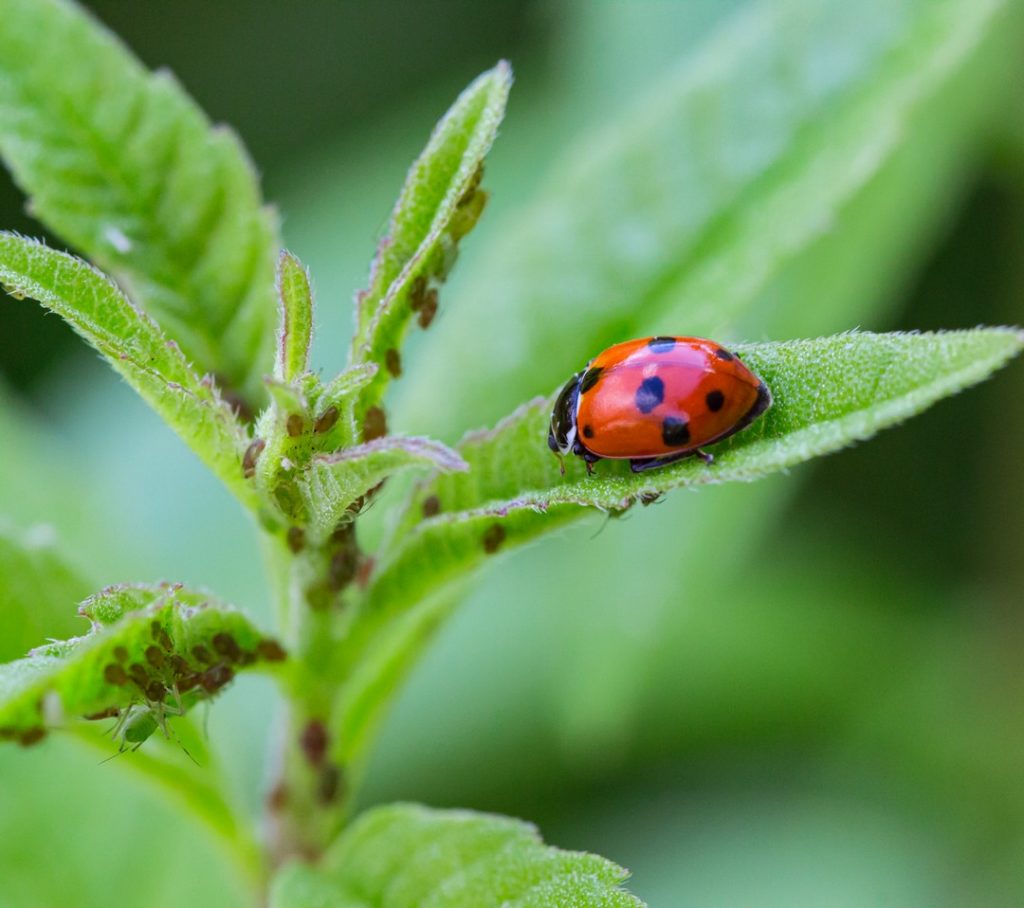 insecticide-naturel-nuisibles