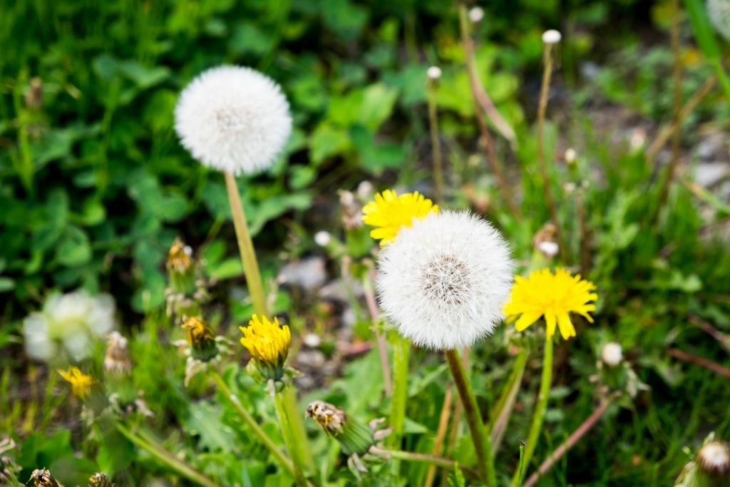 lutter-mauvaises-herbes